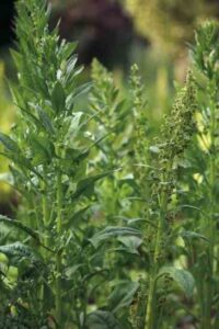 Saving Spinach Seeds: A Complete Guide for Organic Growers Image